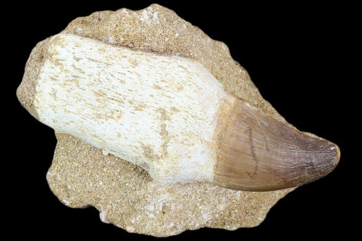 Fossil Rooted Mosasaur (Prognathodon) Tooth In Stone - Morocco #116988